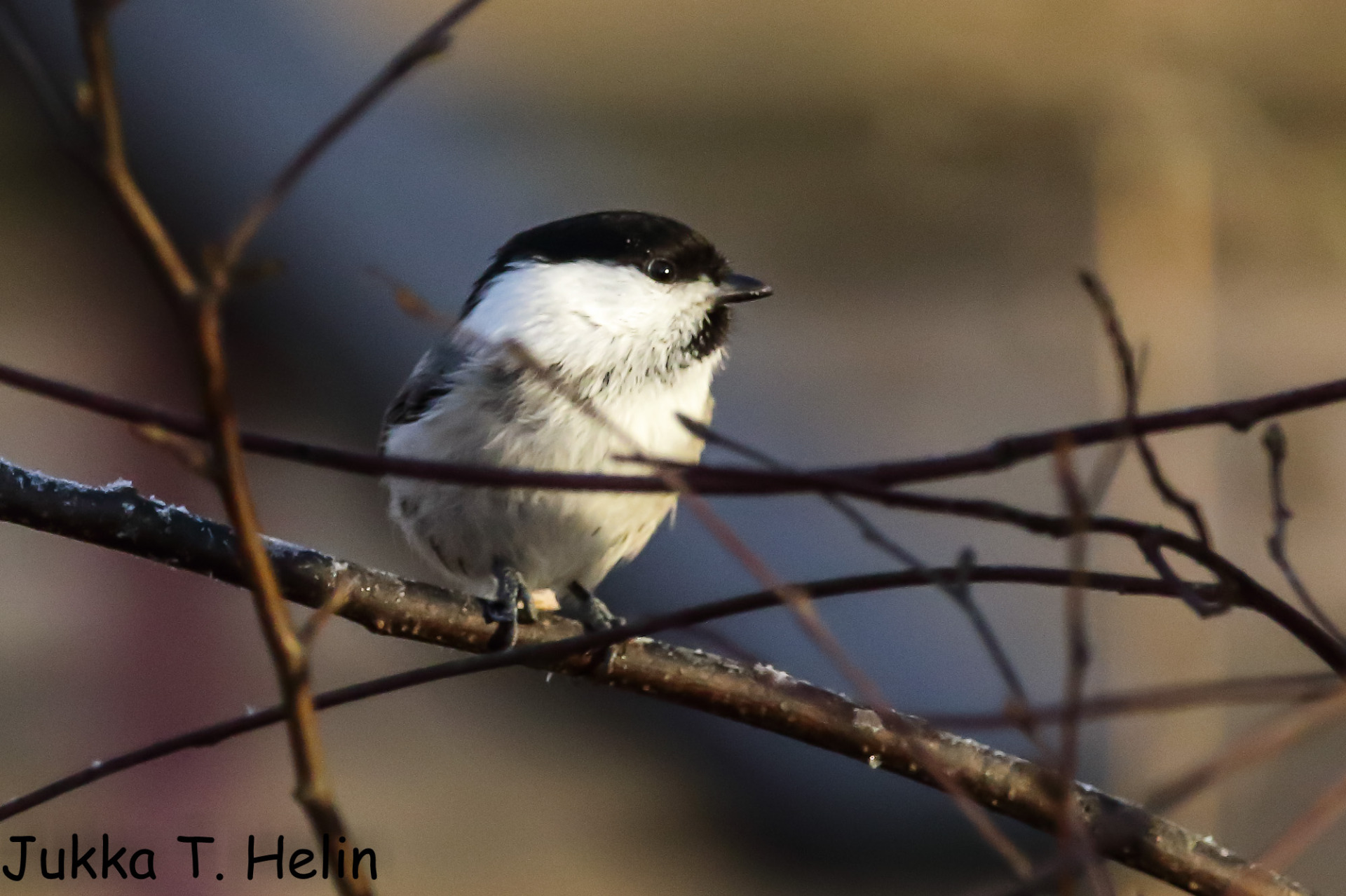 Erittäin uhanalainen hömötiainen